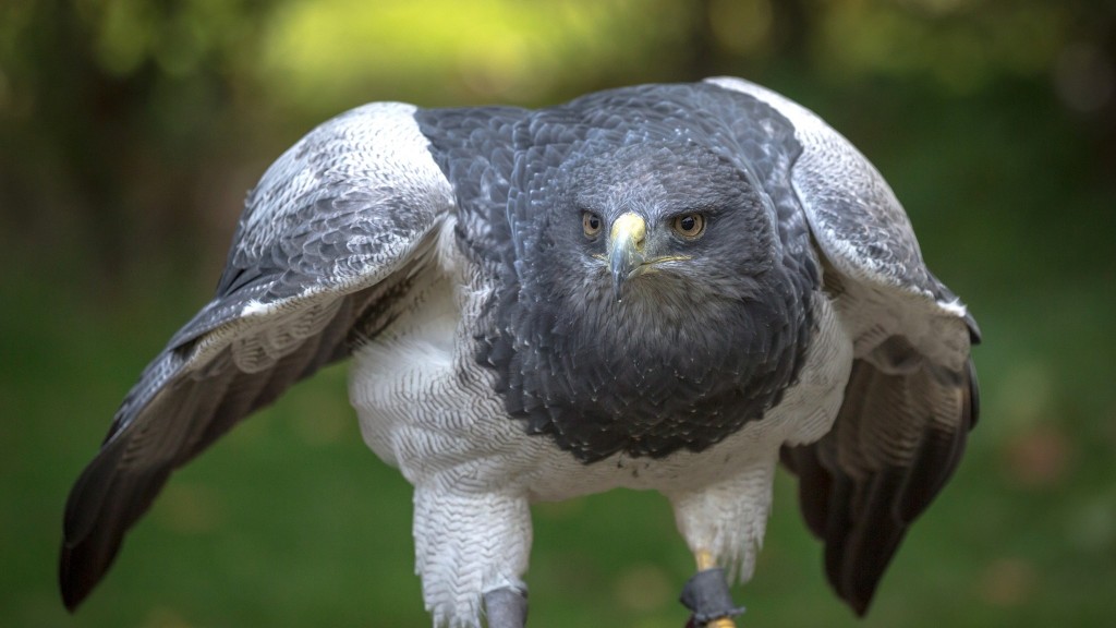 Kordellierenadler Selly von der Zoofalknerei Neunkirchen 