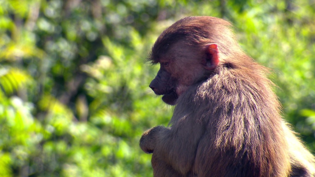 Paviane im Neunkircher Zoo