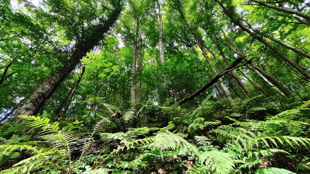 Grüne Bäume und Farne im Wald