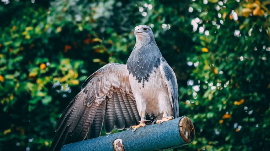 Foto: Kordellierenadler Selly von der Zoofalknerei Neunkirchen 