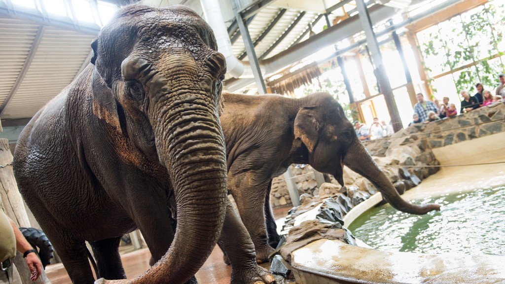 Elefanten im Zoo Neunkirchen