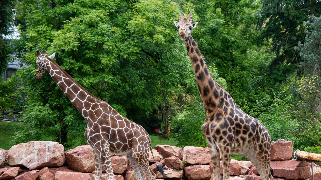 Giraffen im Neunkircher Zoo