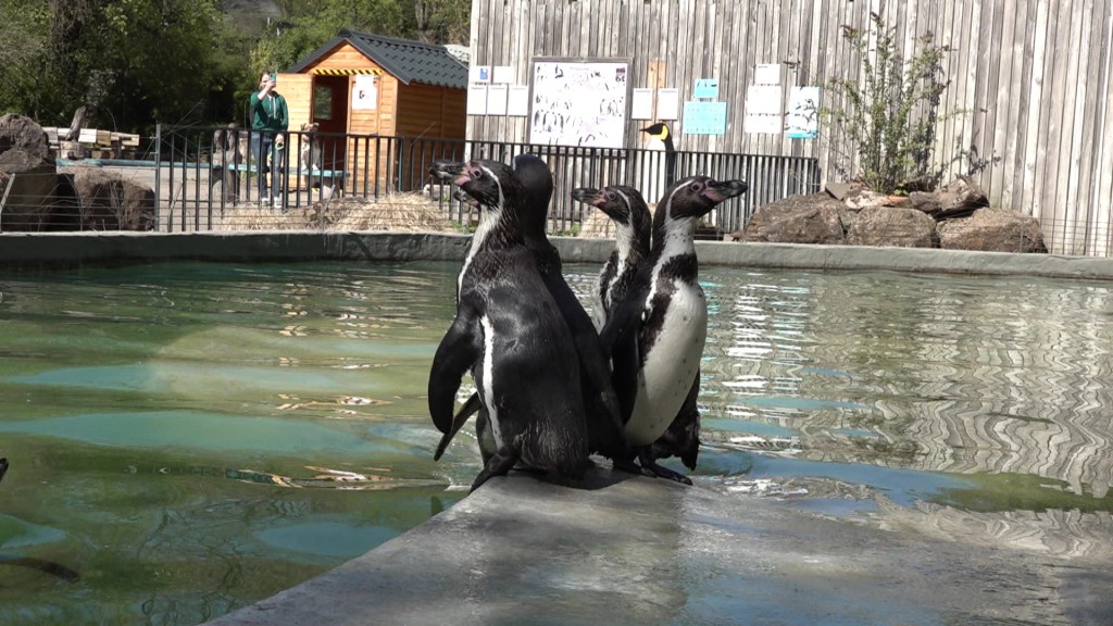 Pinguine im Saarbrücker Zoo