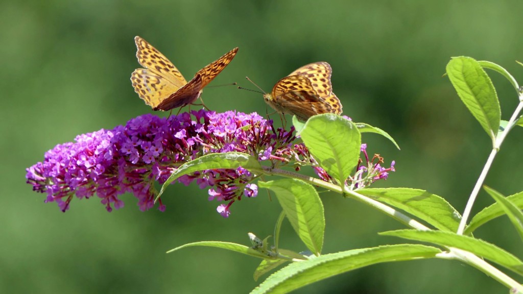 Foto: Sommerflieder mit Schmetterlingen