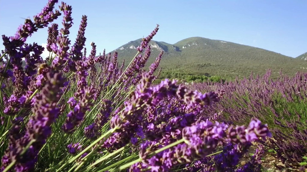 Foto: Provence