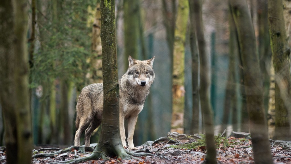 Ein Wolf im Wald