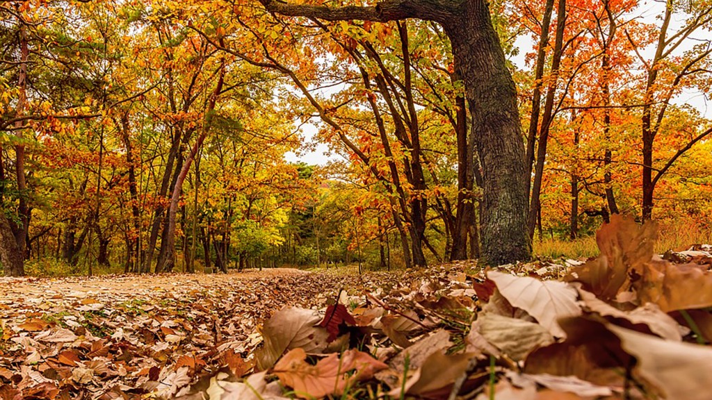 Herbst-Wald 
