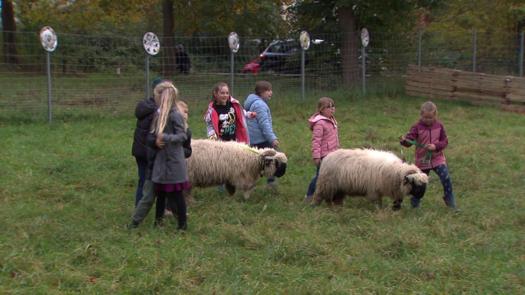 Foto: Kinder gemeinsam mit Schafen auf einer Wiese