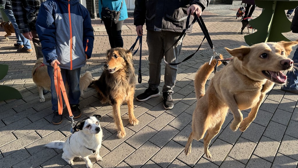 Hunde Weihnachtsmarkt in Neunkirchen