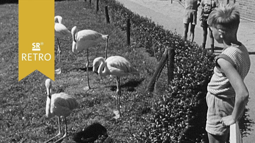 Junge schaut Flamingos im Zoo zu