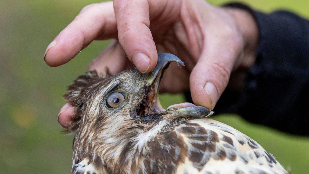 Ein junger Bussard wird in einer Wildvogelstation untersucht