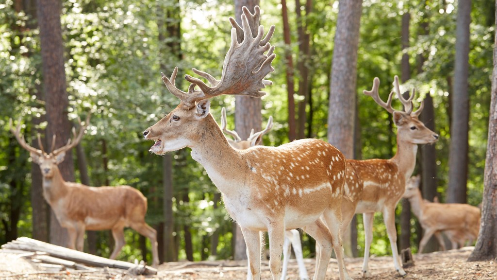 Foto: Tiere im Wildpark Wadgassen