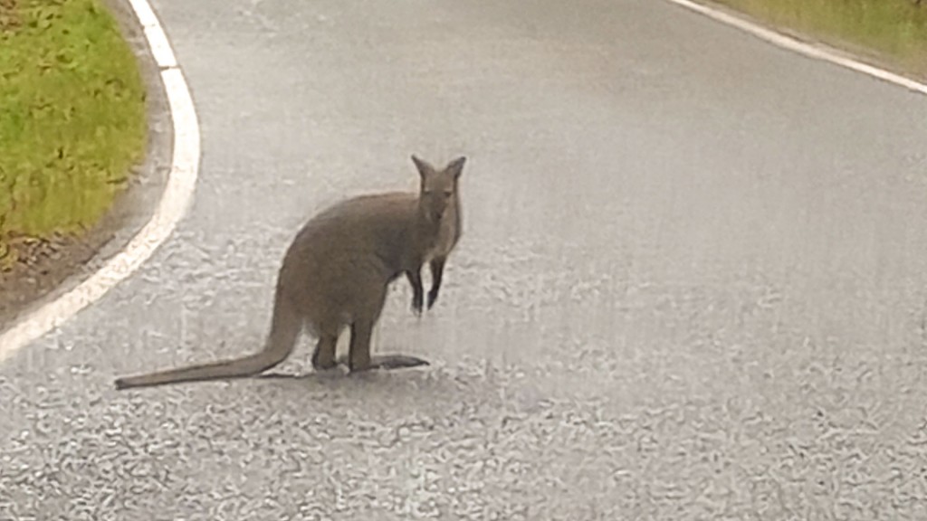 Entlaufenes Känguru auf einer Straße in Wadern