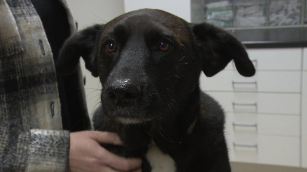 schwarzer Labrador beim Tierarzt