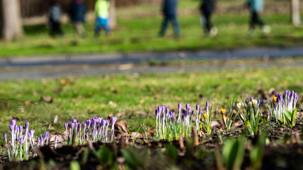 Frühblüher sprießen in einem Park mit Passanten