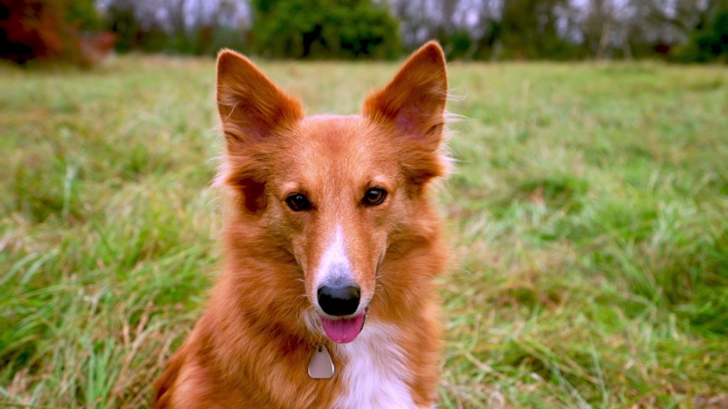 Foto: Hund schaut in die Kamera