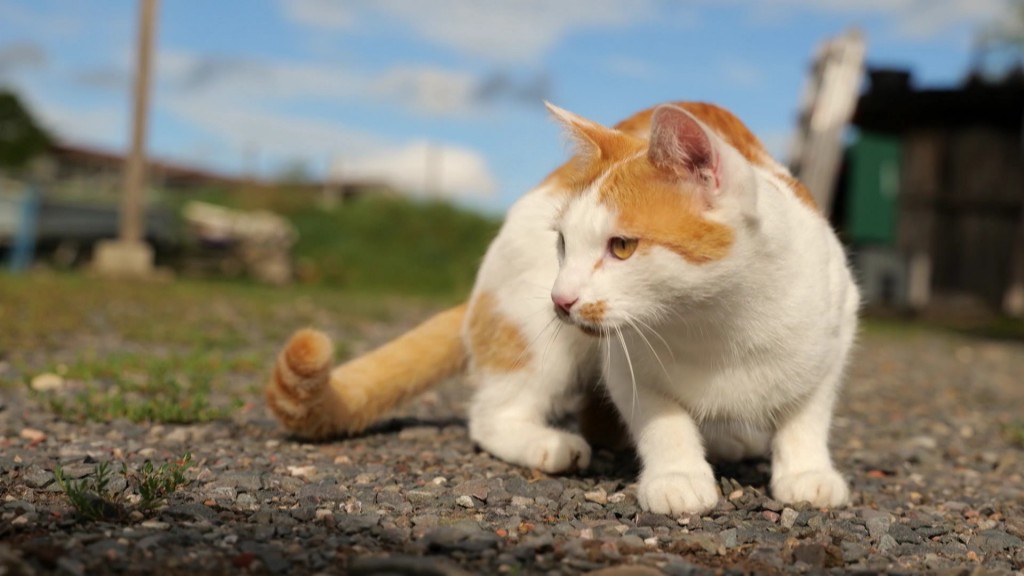 Foto: Katze