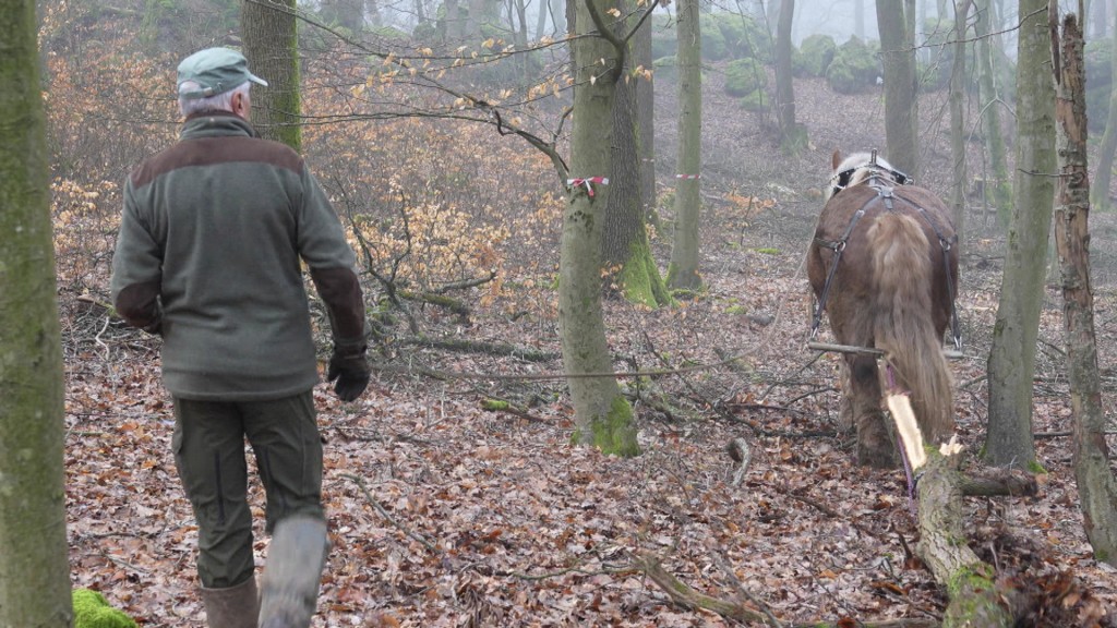 Foto: Mann und Pferd im Wald