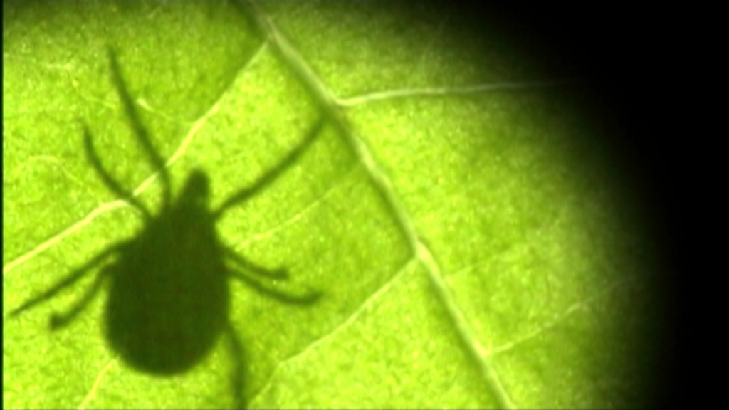 Foto: Zeckenschatten auf einem Blatt