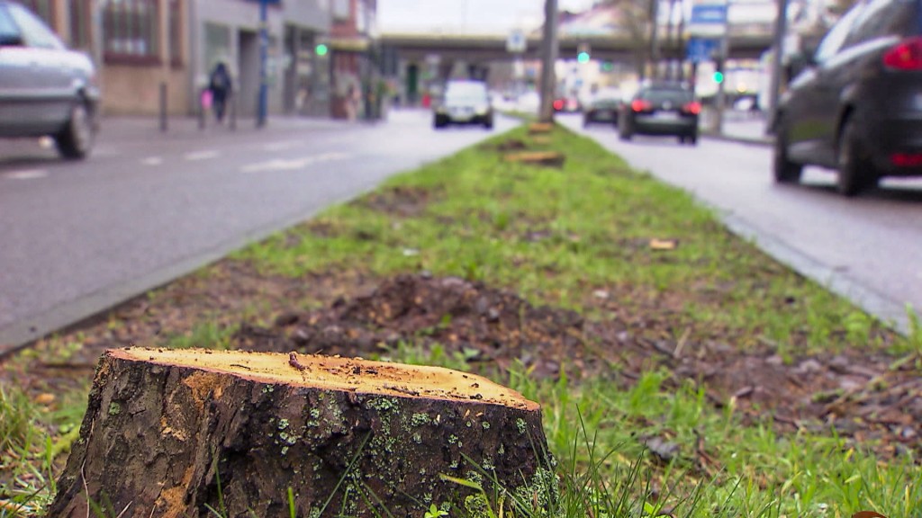 Baumstümpfe in der Trierer Straße, Saarbrücken