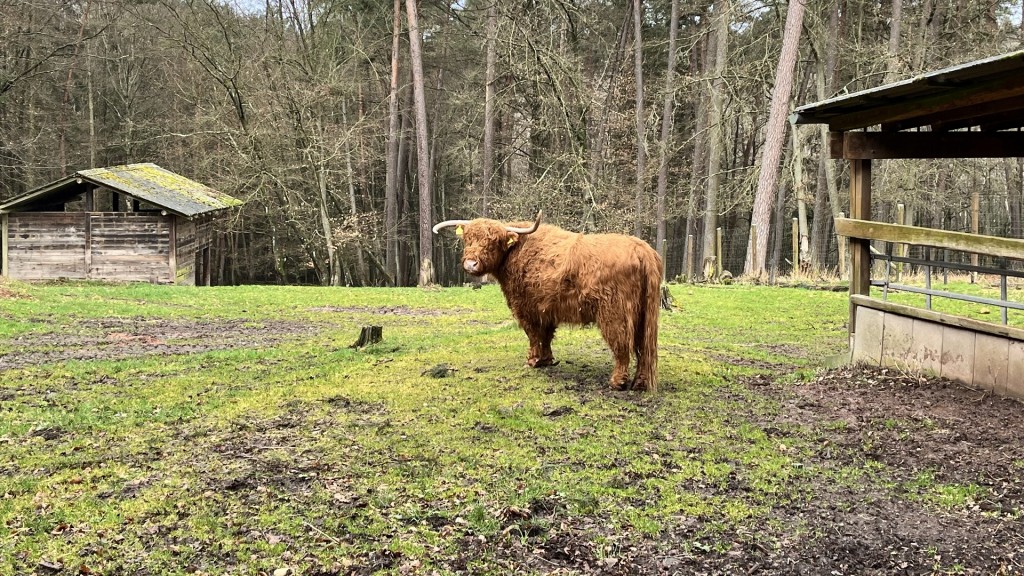 Schottisches Hochlandrind im Wildpark in Differten