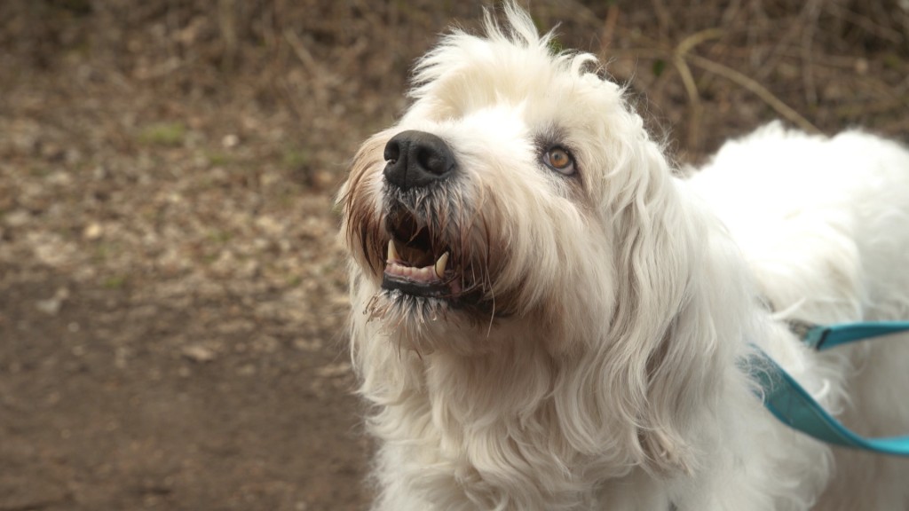 Foto: Ein Hund