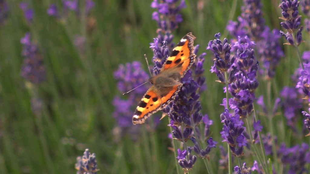 Foto: Schmetterling auf Lavendel