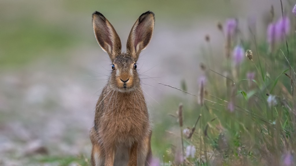 Ein Hase steht auf einer Wiese mit Blumen und schaut direkt in die Kamera.