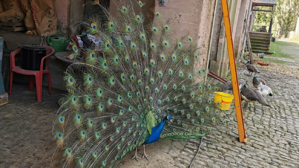 Pfau vom Schlossgut Pillingen