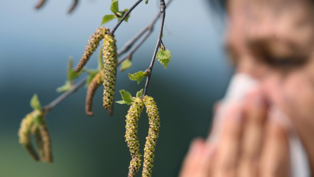 Eine Frau schneuzt  hinter einer Birkenblüte in ein Taschentuch