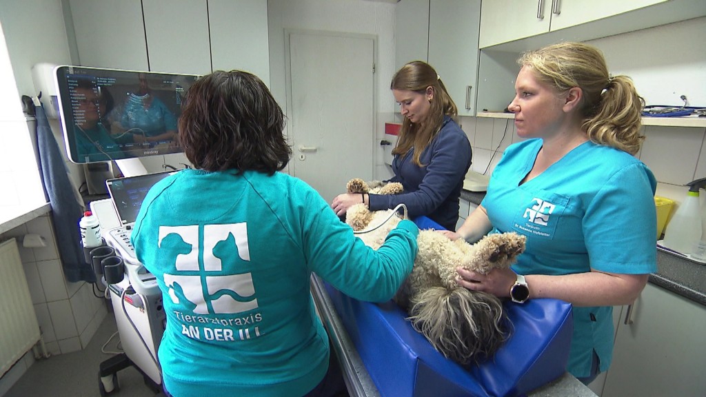 Foto: Tierärztin bei einer Behandlung 