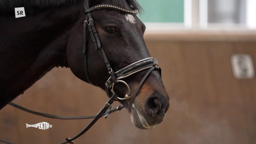 Foto: Pferd in der Reithalle