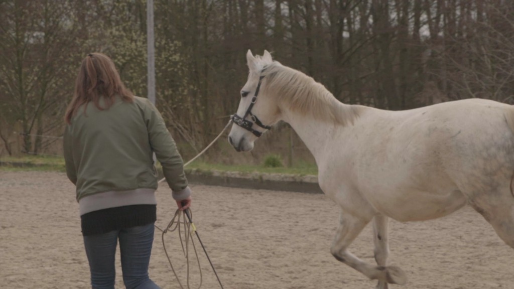 Foto: Ein Pferd wird an der Longe geführt