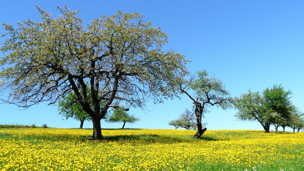 Foto: Streuobstwiese