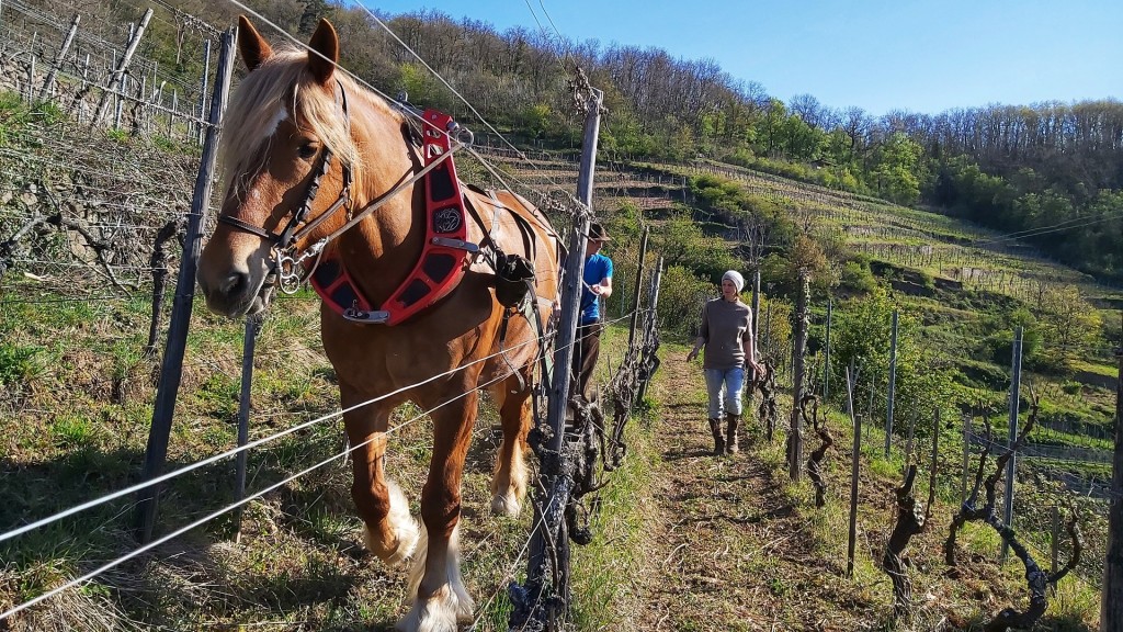 Foto: Pferd in den Weinbergen