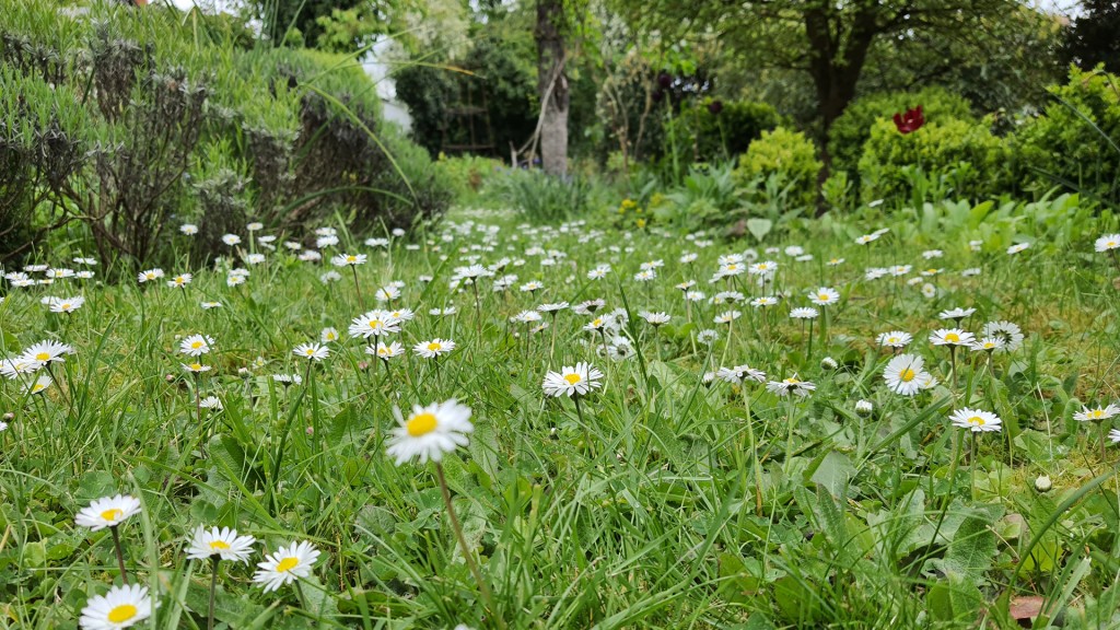 Gänseblümchen blühen im Rasen