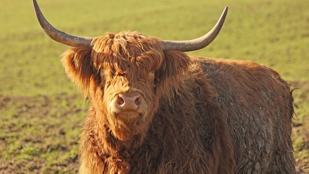 Ein Highland-Rind auf der Weide