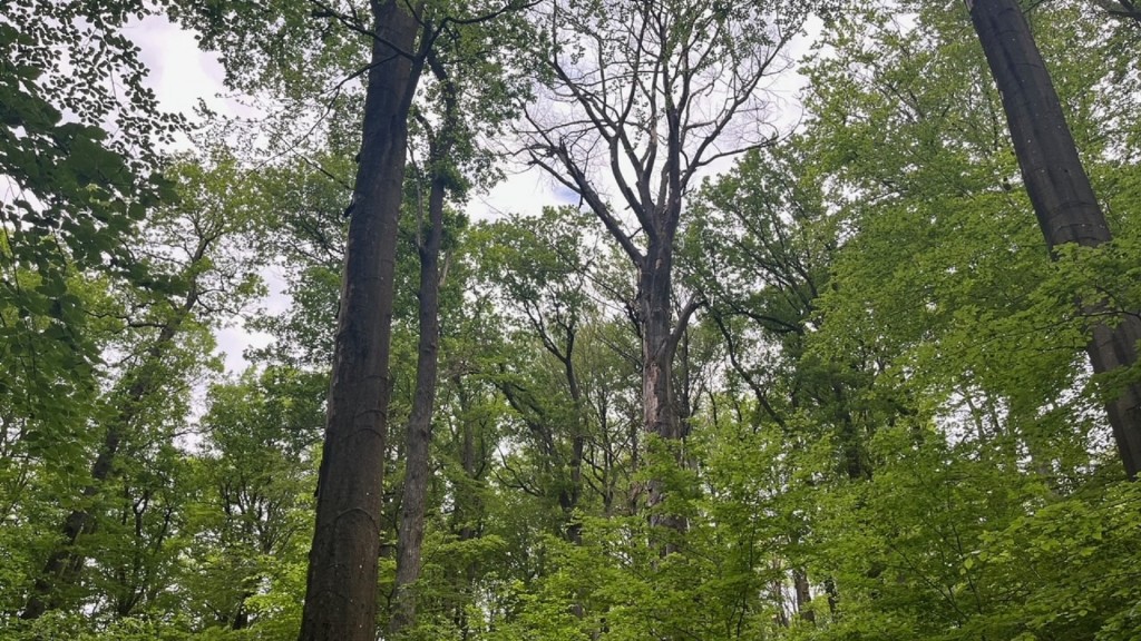 Urwald vor den Toren der Stadt