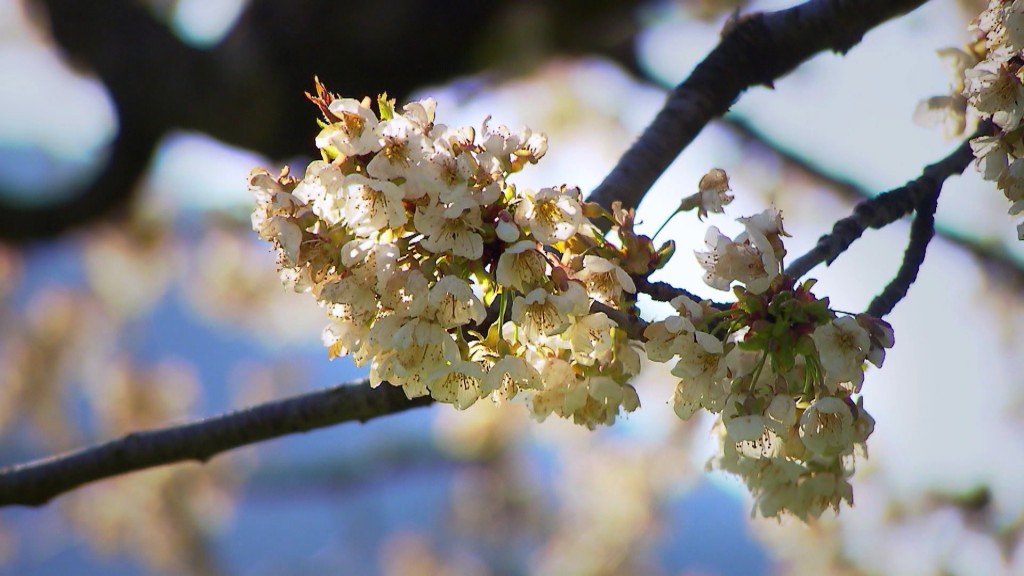 Foto: Blüte der Knorpelkirsche