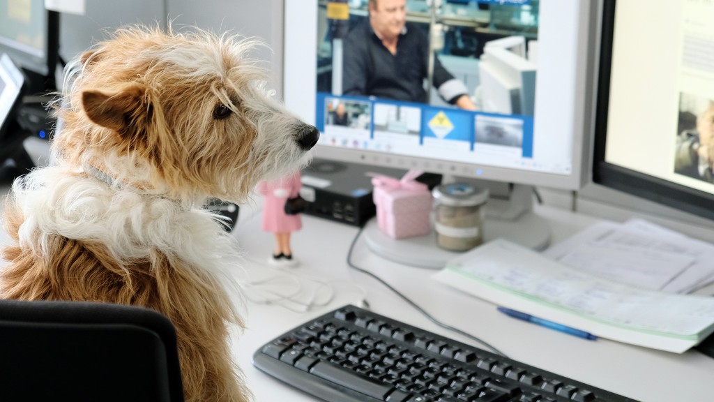 Bürohund Coco