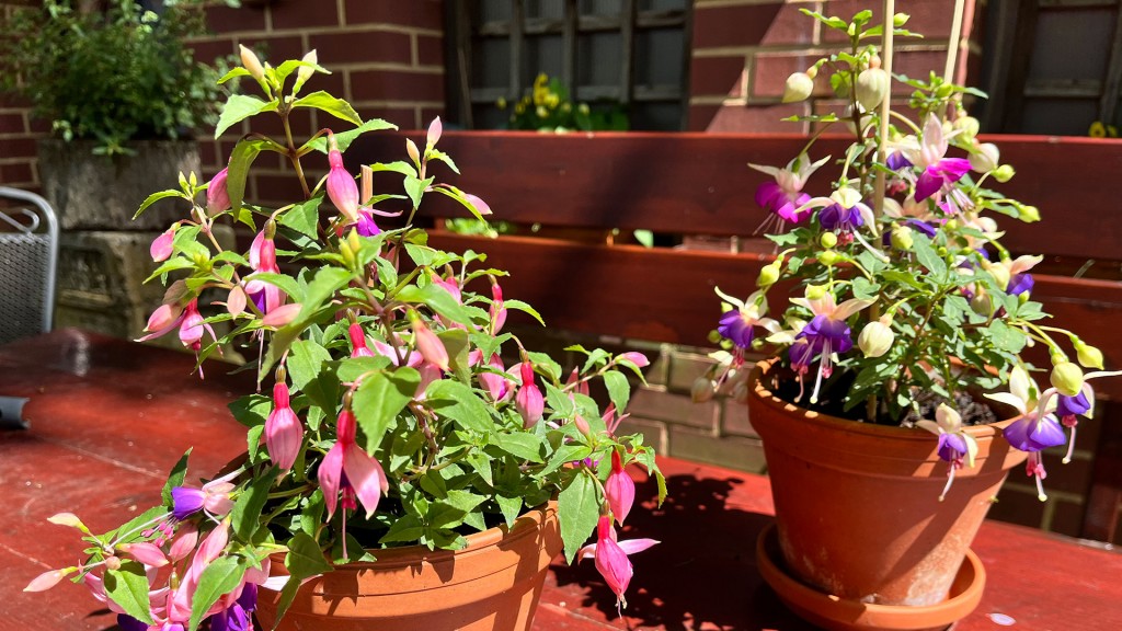 Fuchsien