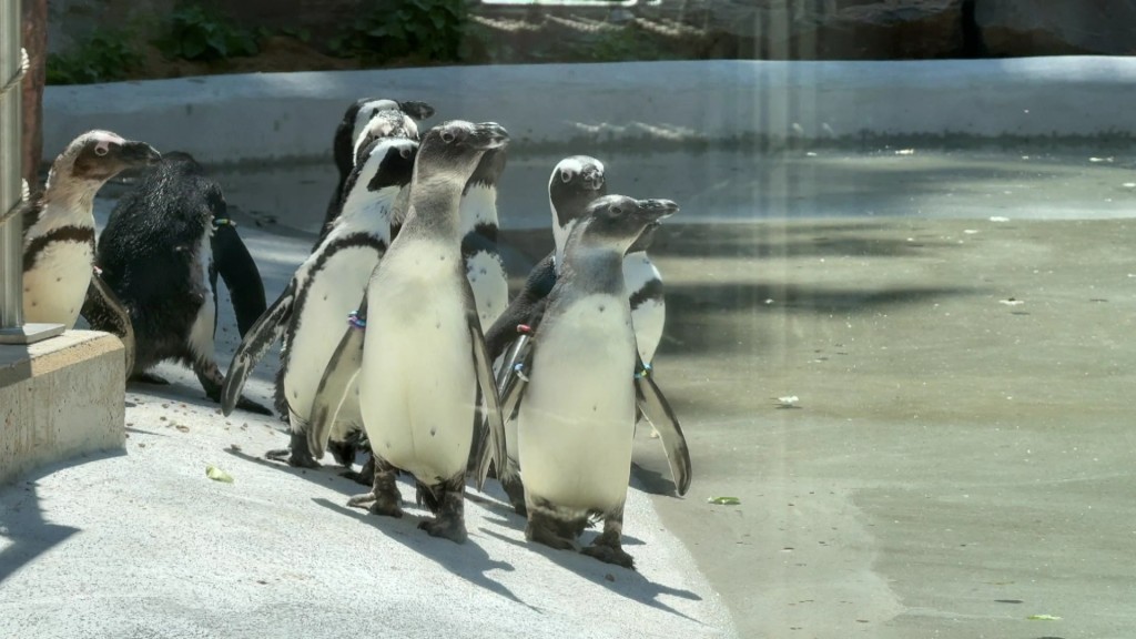 Foto: Brillenpinguine