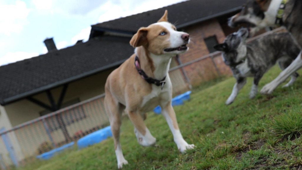 Foto: Hunde spielen auf Wiese
