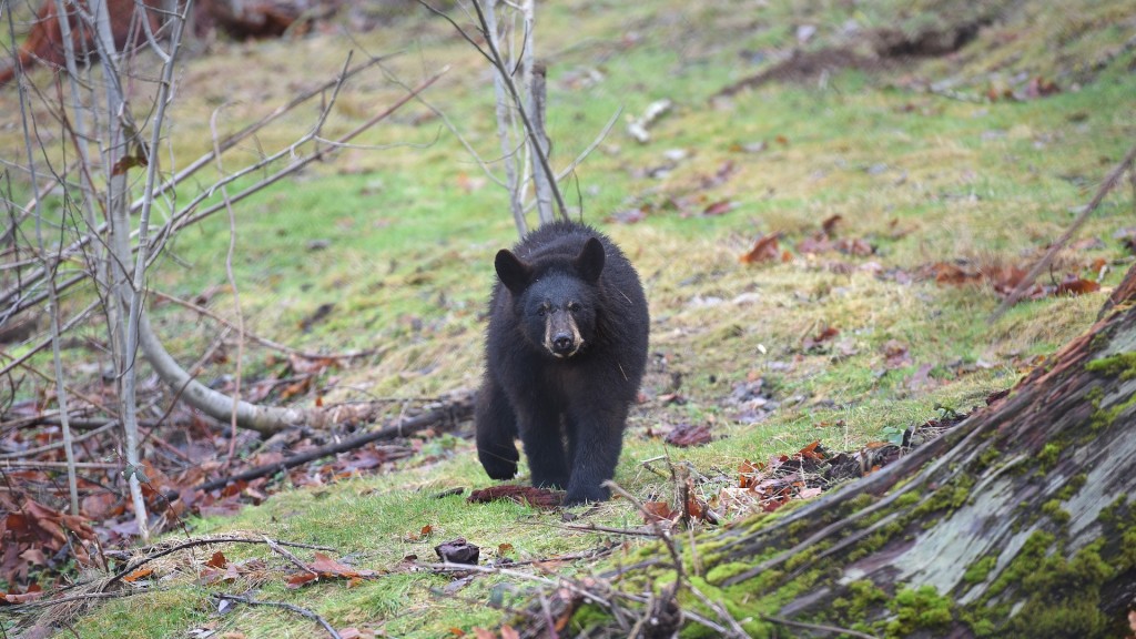 Schwarzbär
