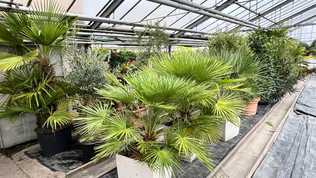 Zitruspflanzen und mediterrane Pflanzen stehen in einem Gewächshaus
