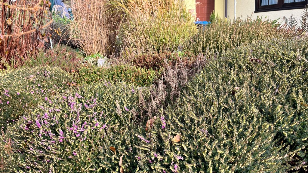 Unterschiedliche Heidearten in einem Garten