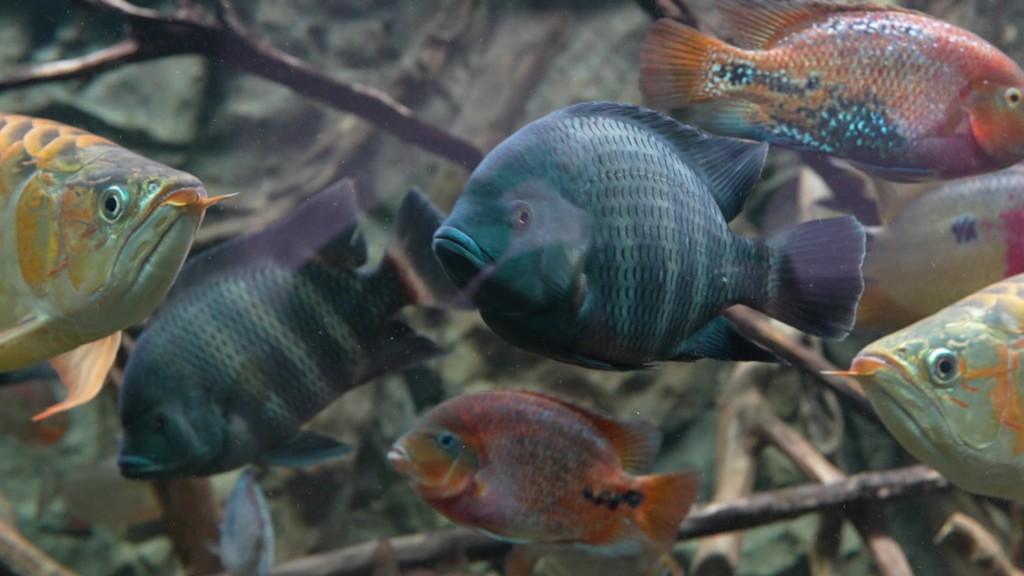 Foto: Fische in einem Aquarium