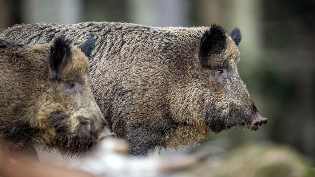 Wildschweine