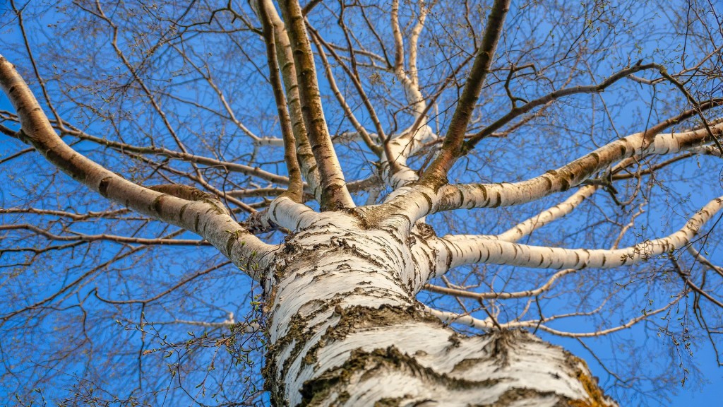 Birke, die mit ihren breiten Ästen in den Himmel ragt