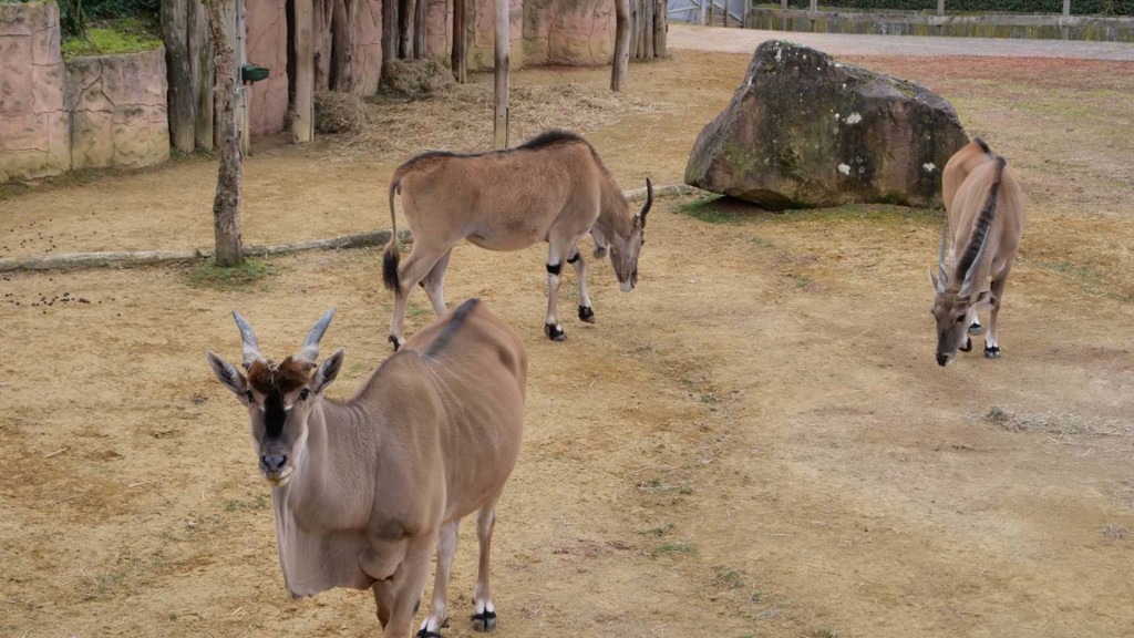 Neuzugang bei den Elenantilopen im Saarbrücker Zoo